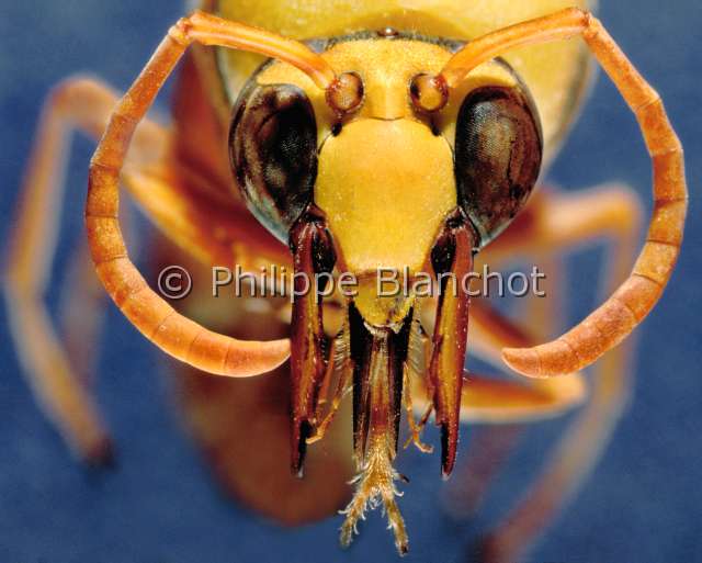 Delta piriformis.JPG - Delta piriformis (Portrait), Eumène pyriforme, Mason wasp, Hymenoptera, Vespidae, Etats-Unis